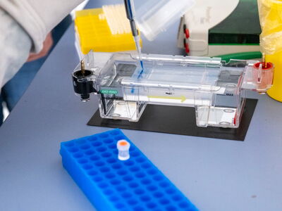 Der genetische Fingerabdruck