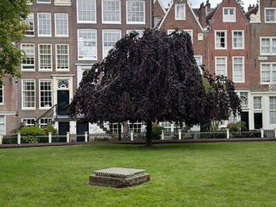 Ein Baum vor einem Gebäude