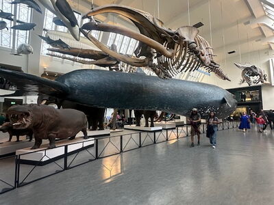 Blick in das Museum mit ausgestellten Walen