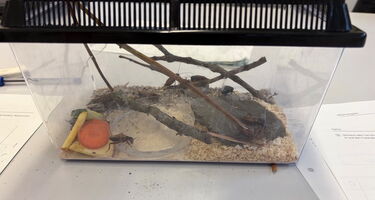 Grillen krabbeln in einem Terrarium