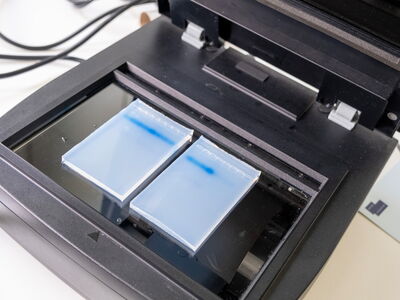 Der genetische Fingerabdruck