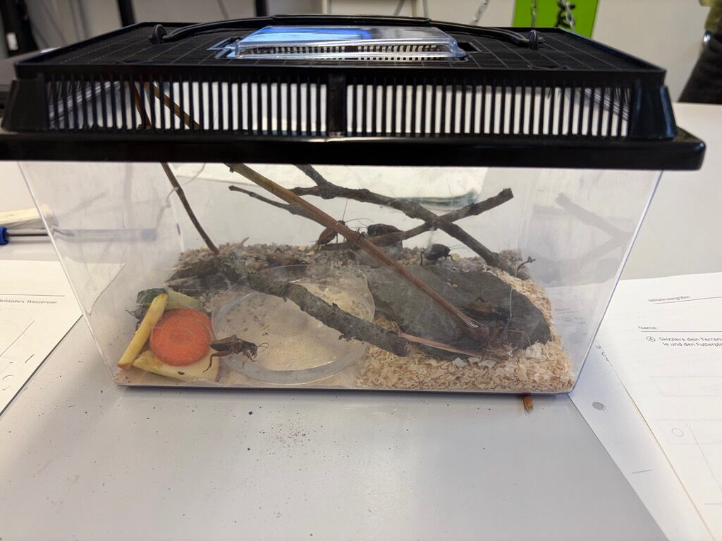 Grillen krabbeln in einem Terrarium