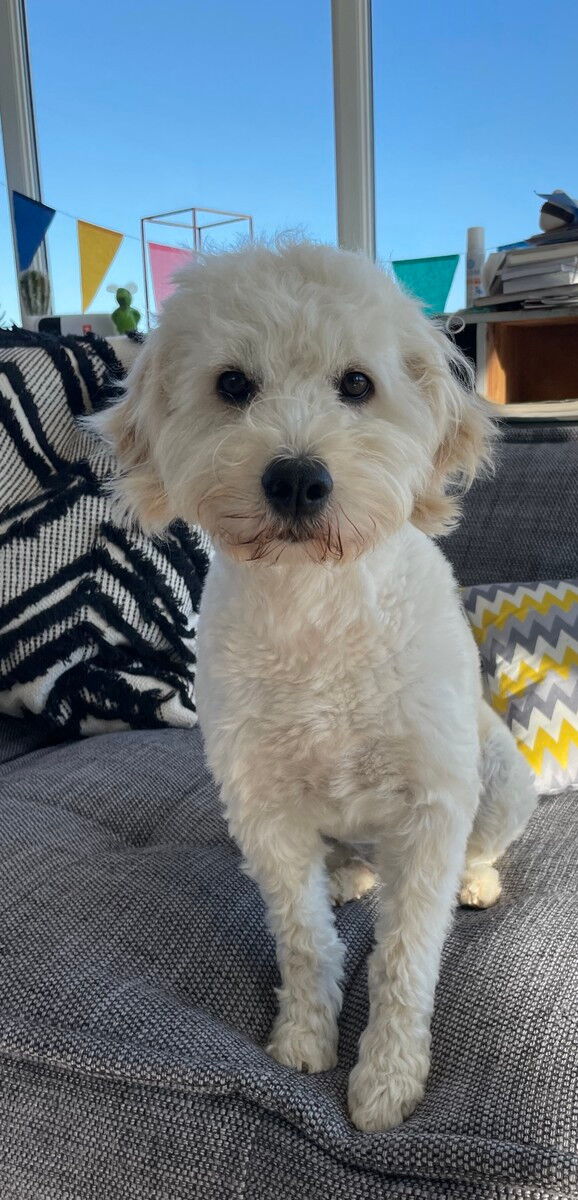 Lucy unser Schulhund